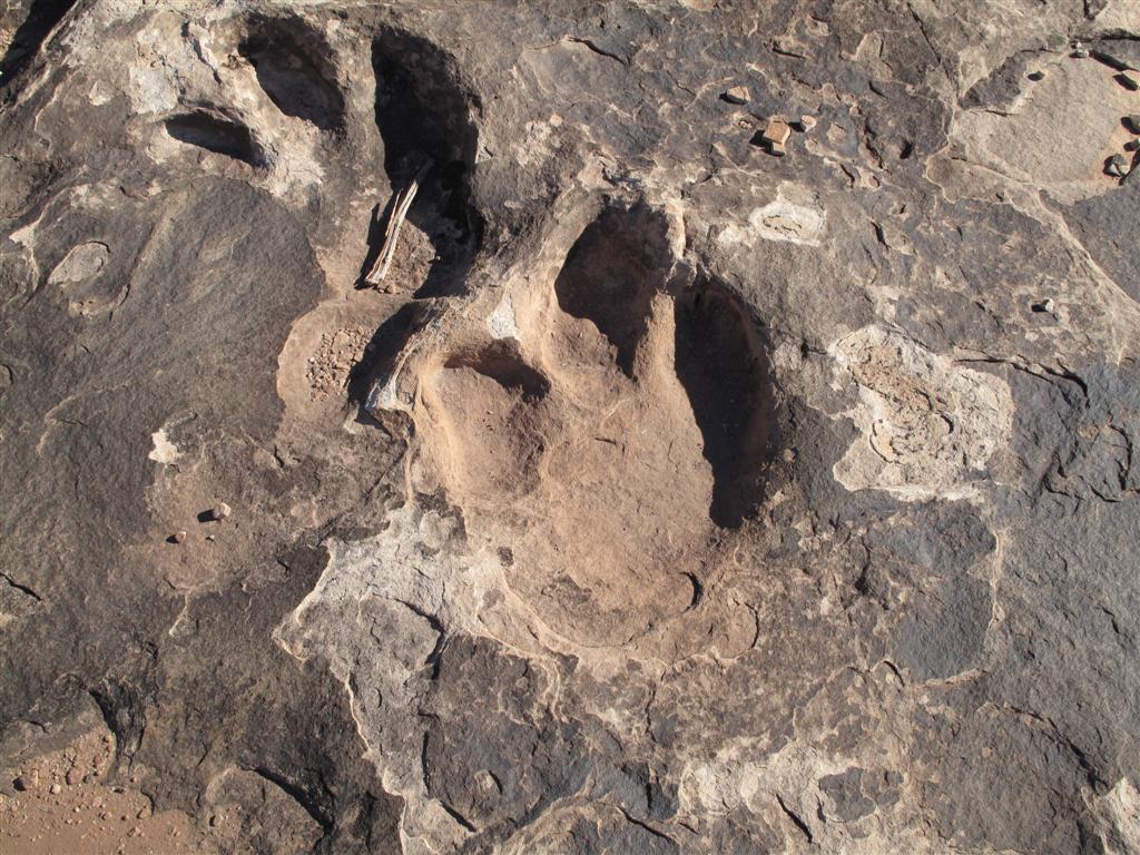 IMG_4366 (Large).JPG IMG_4366 (Large).JPG